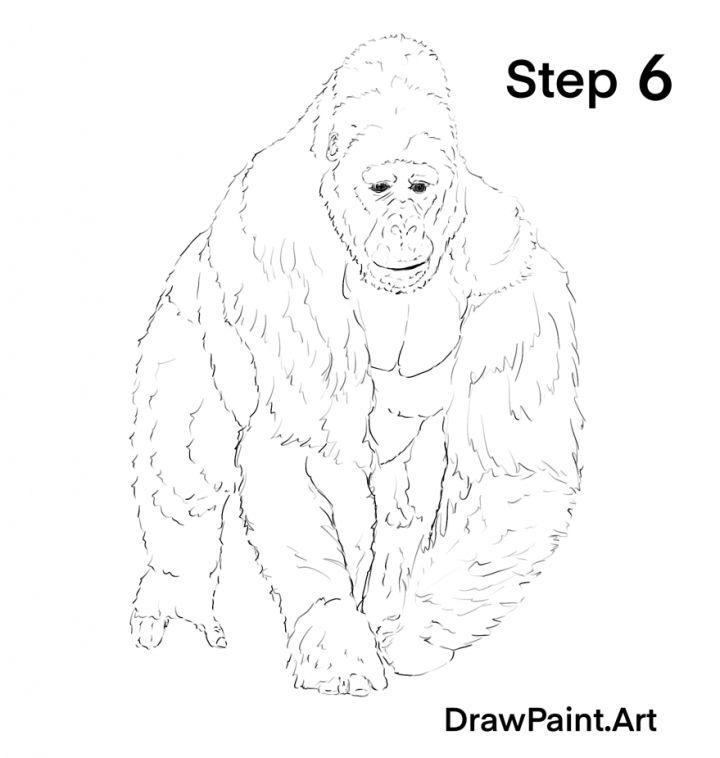 Easy Gorilla Drawing in 6 Steps