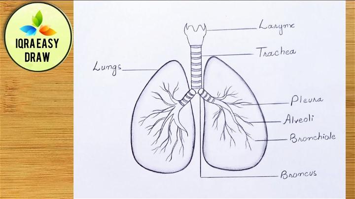 Easy Lung Drawing for Beginners