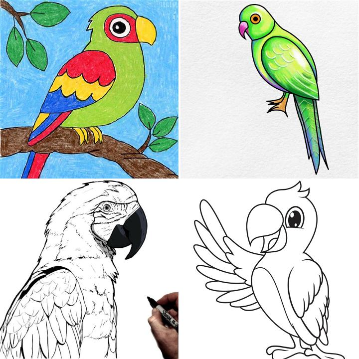 25 Easy Parrot Drawing Ideas - How to Draw a Parrot
