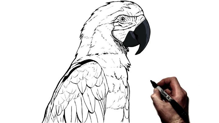 Easy Parrot Drawing Step by Step