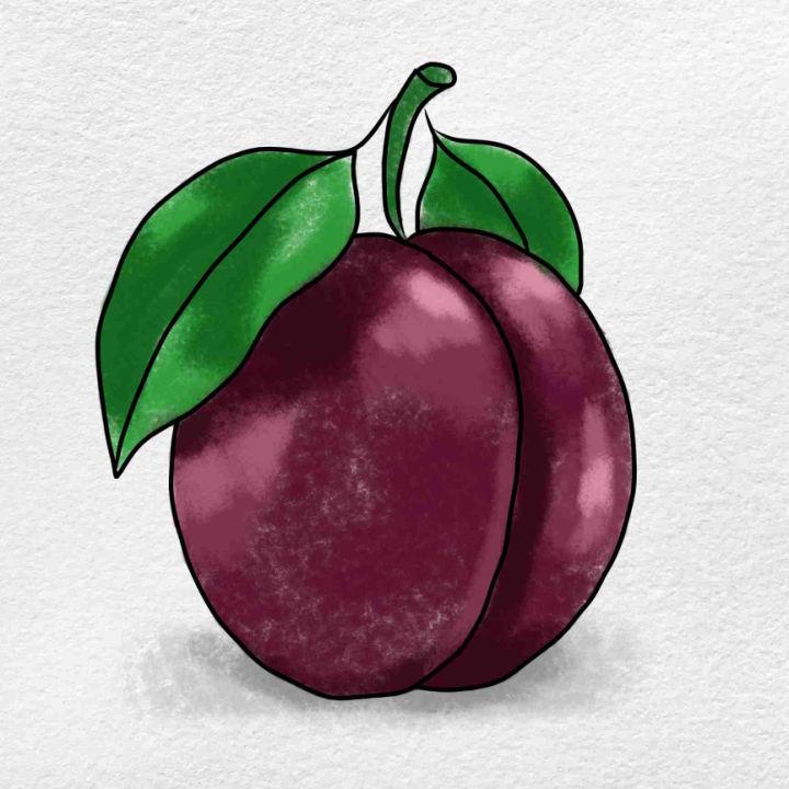 Easy Plum Fruit Drawing