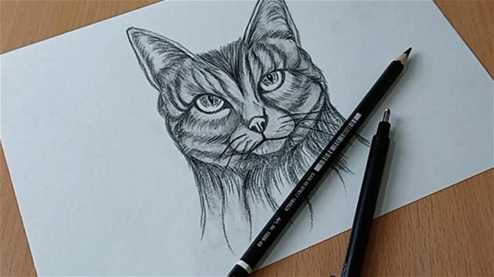 Easy Realistic Cat Face Drawing