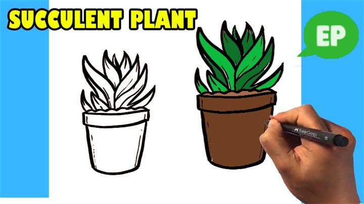 Easy Succulent Plant Pictures to Draw