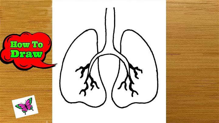 Easy and Simple Lungs Drawing