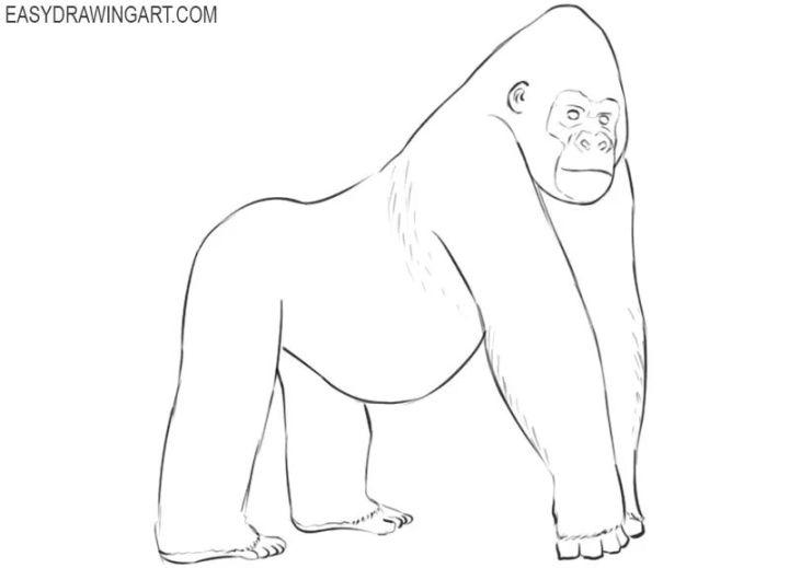 Easy to Draw Gorilla
