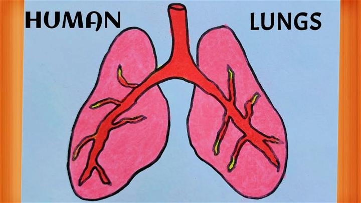 Easy to Draw Human Lungs