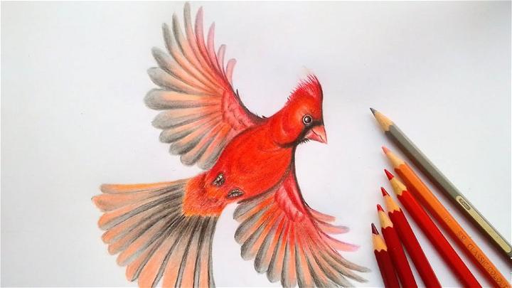 Flying Cardinal Drawing With Colored Pencils