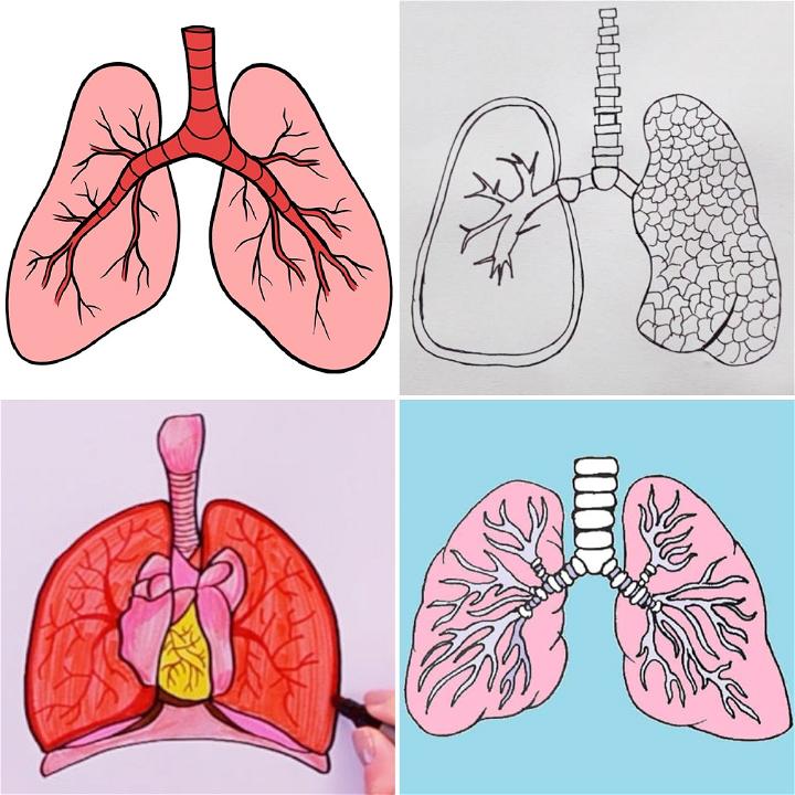 25 Easy Lungs Drawing Ideas How to Draw Lungs