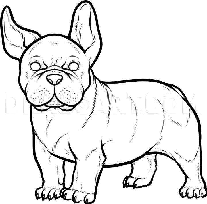 French Bulldog Drawing Step by Step Instructions