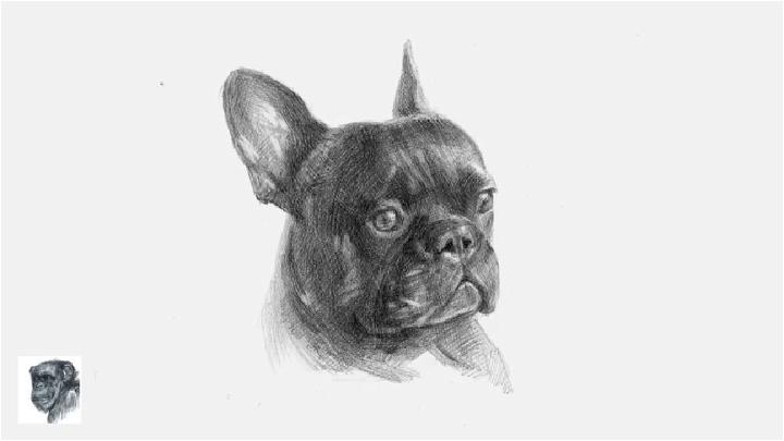French Bulldog Head Drawing