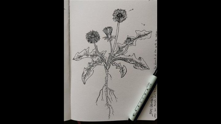 Fun and Easy Dandelion Drawing