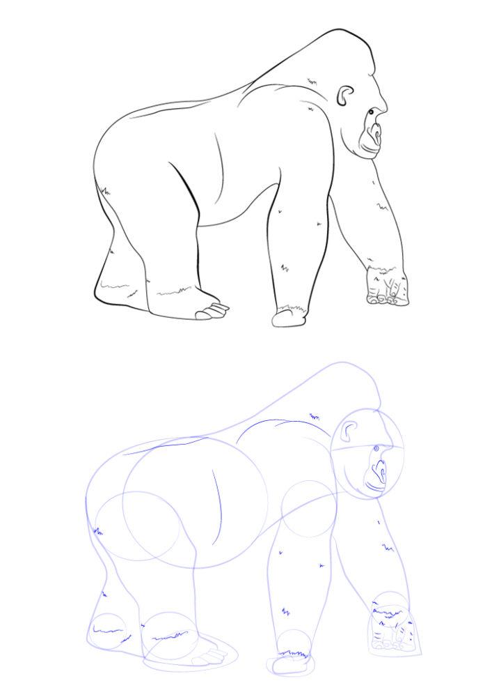 Gorilla Drawing in 9 Easy Steps