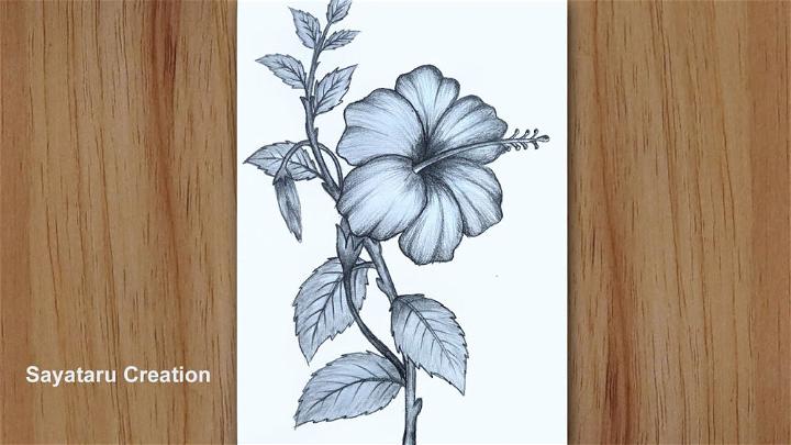 Hibiscus Flower Drawing with Pencil Sketch