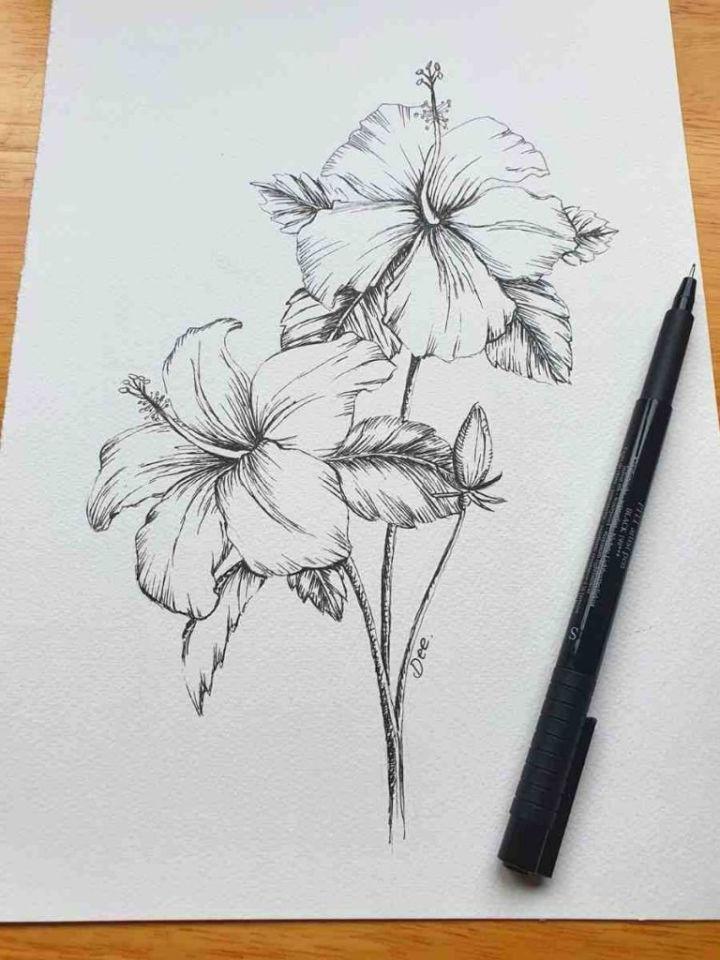 Hibiscus Flower Drawing