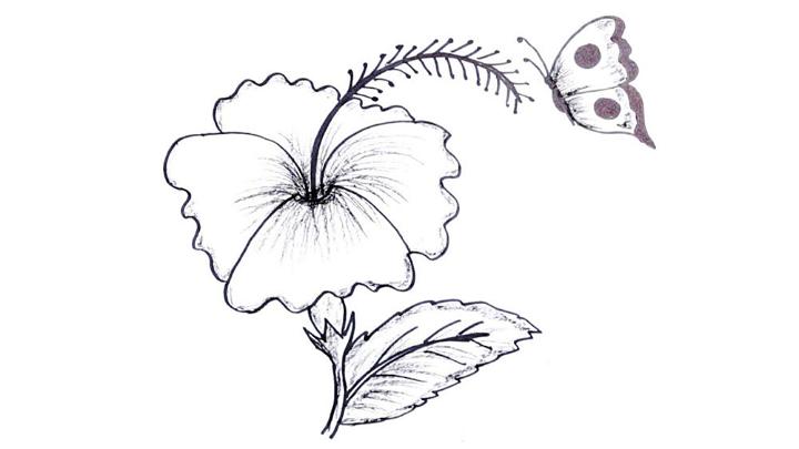 How To Draw Hibiscus  Drawing Of A Hibiscus PNG Image  Transparent PNG  Free Download on SeekPNG