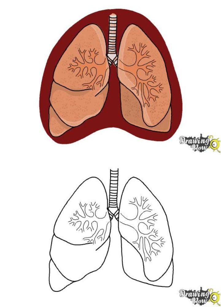 How Do You Draw Lungs