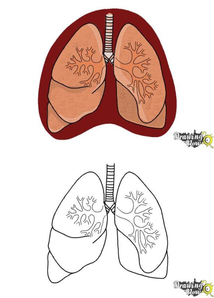 25 Easy Lungs Drawing Ideas How to Draw Lungs