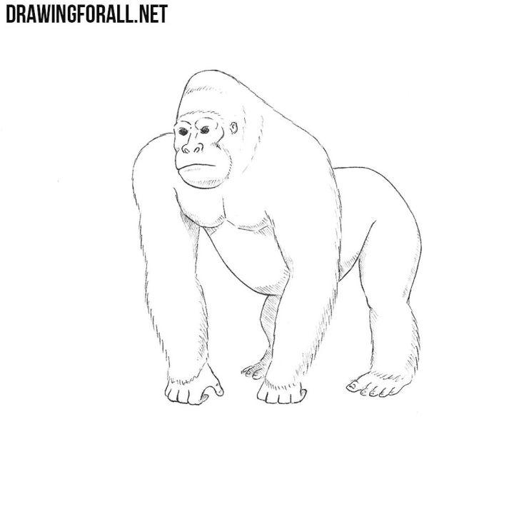 realistic gorilla drawing