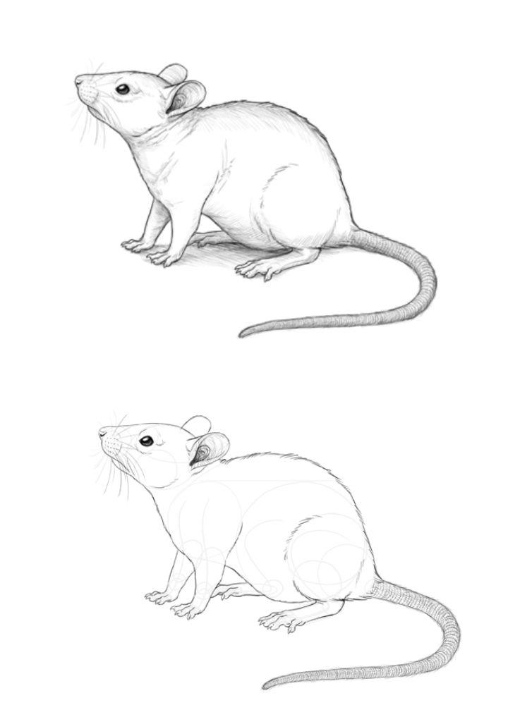 How Do You Draw a Mouse