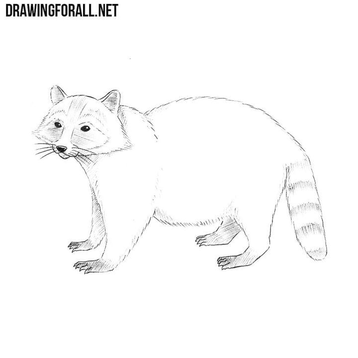 How Do You Draw a Racoon