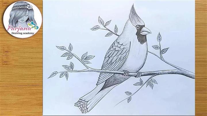 How to Draw Cardinal with Pencil Sketch