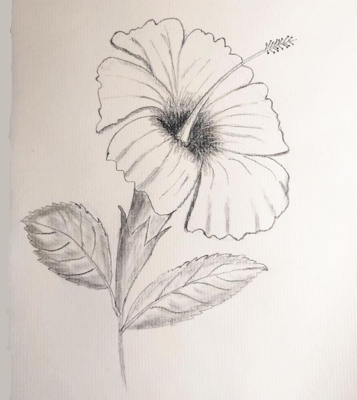 How to Draw Hibiscus for Beginners
