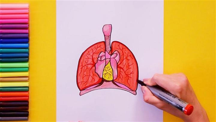 How to Draw Human Lungs
