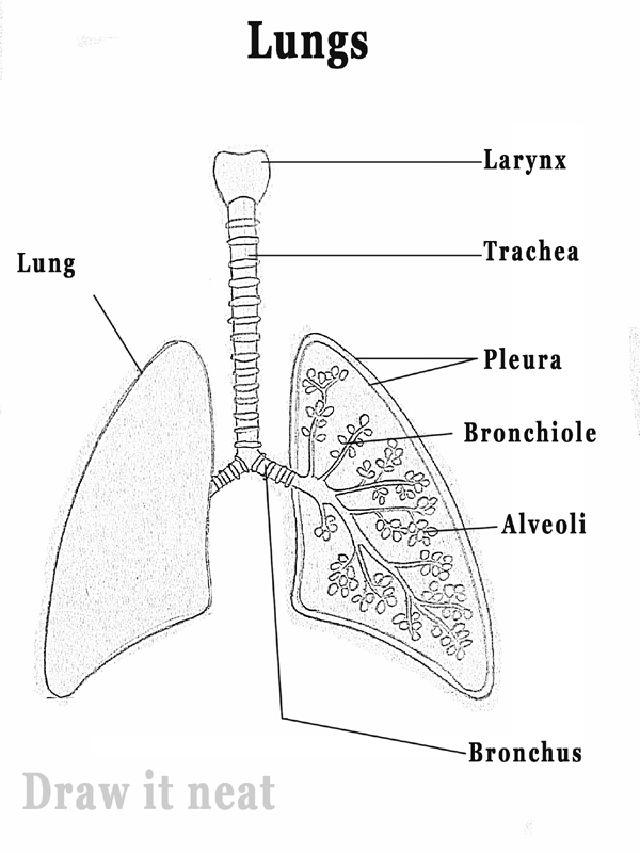 How to Draw Lungs Diagram