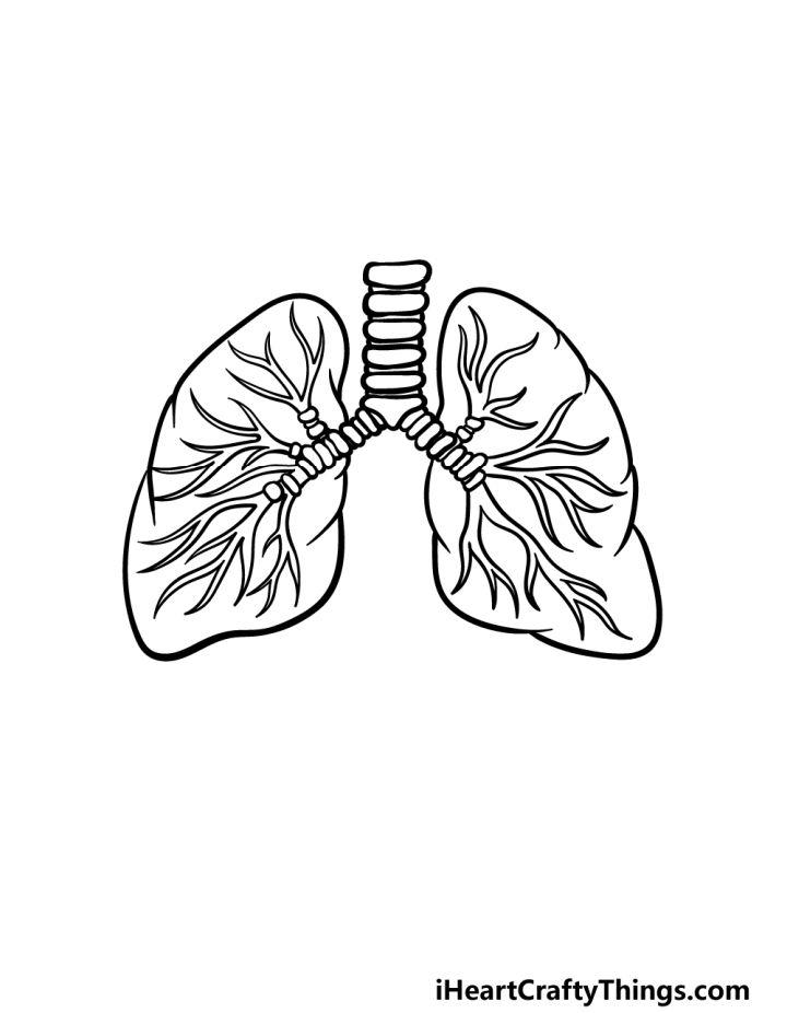 How to Draw Lungs Step by Step