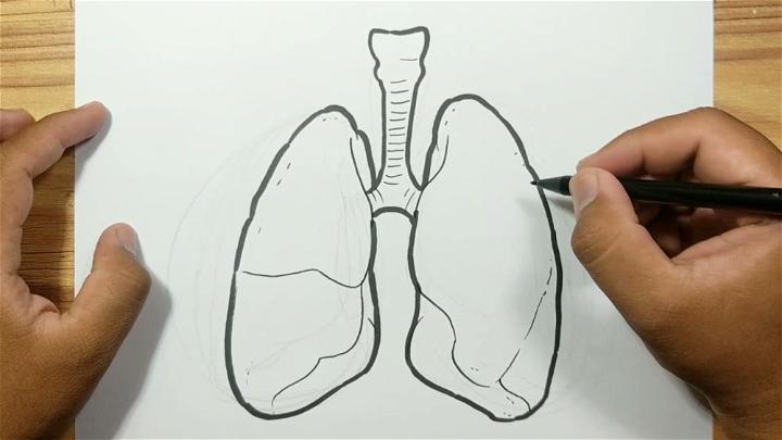 How to Draw Lungs with Easy