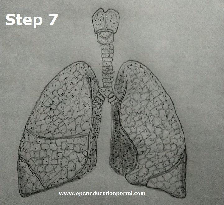 Lungs Drawing  How To Draw Lungs Step By Step