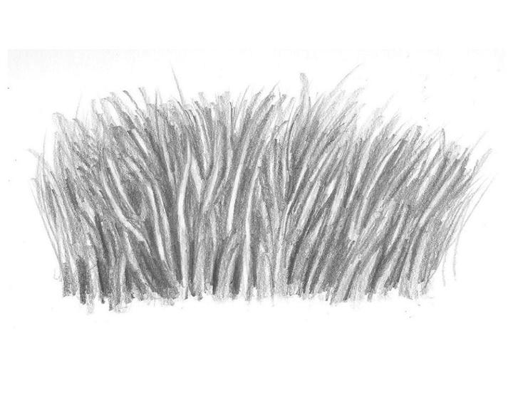 How to Draw Realistic Grass