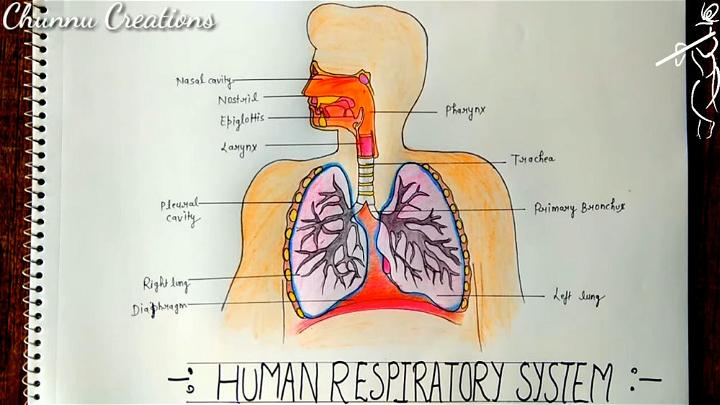 how to draw a real lungs