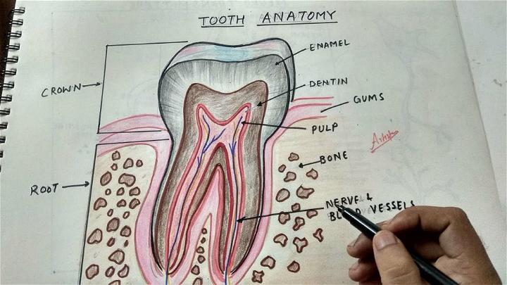 How to Draw Tooth Anatomy