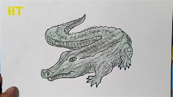 How to Draw a Alligator Step by Step