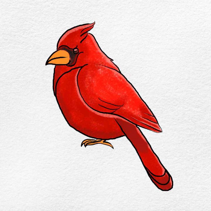 How to Draw a Cardinal