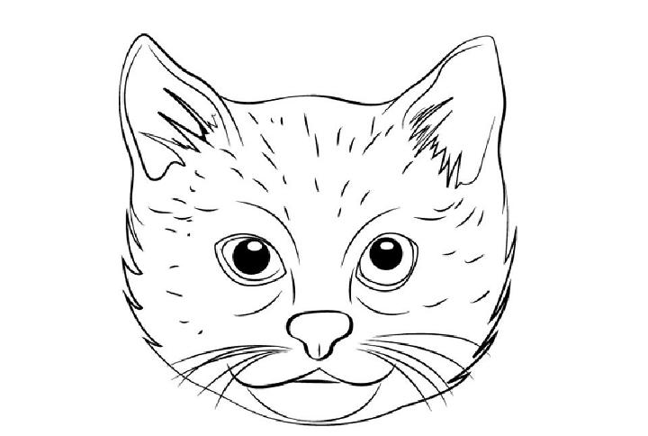 How to Draw a Cat Face