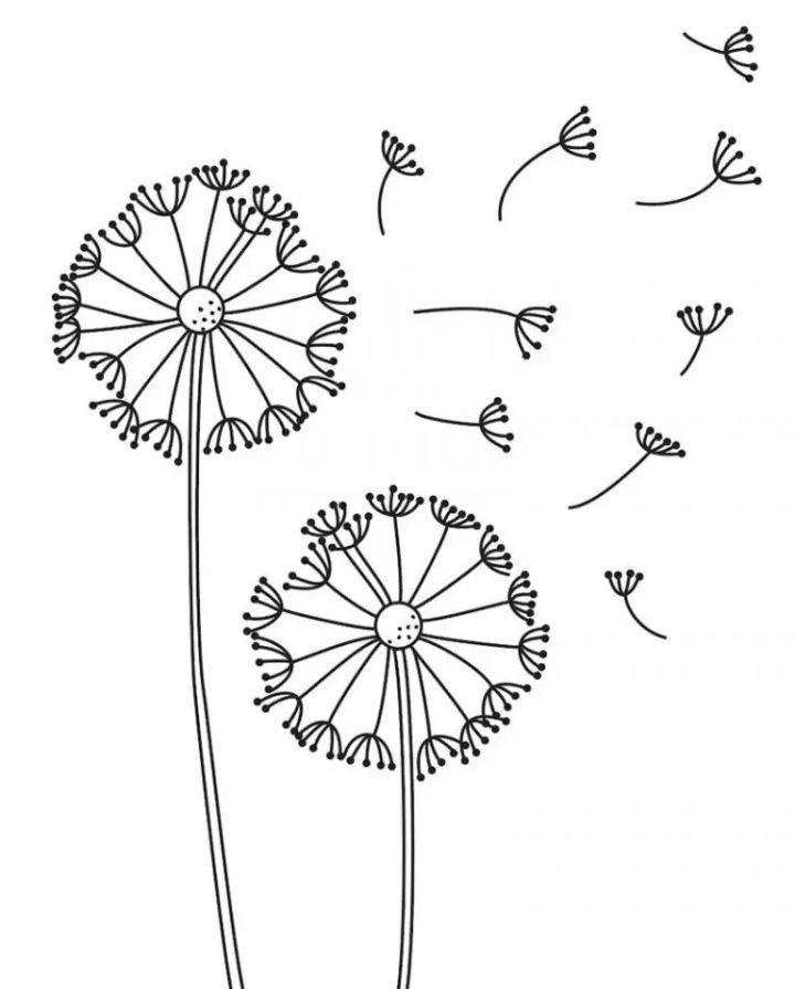 How to Draw a Dandelion