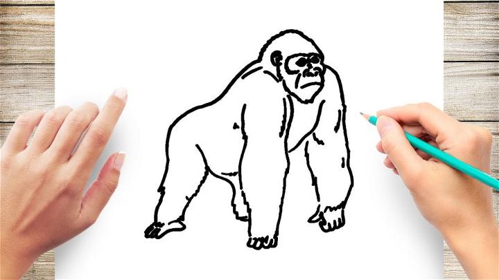 How to Draw a Gorilla for Beginner