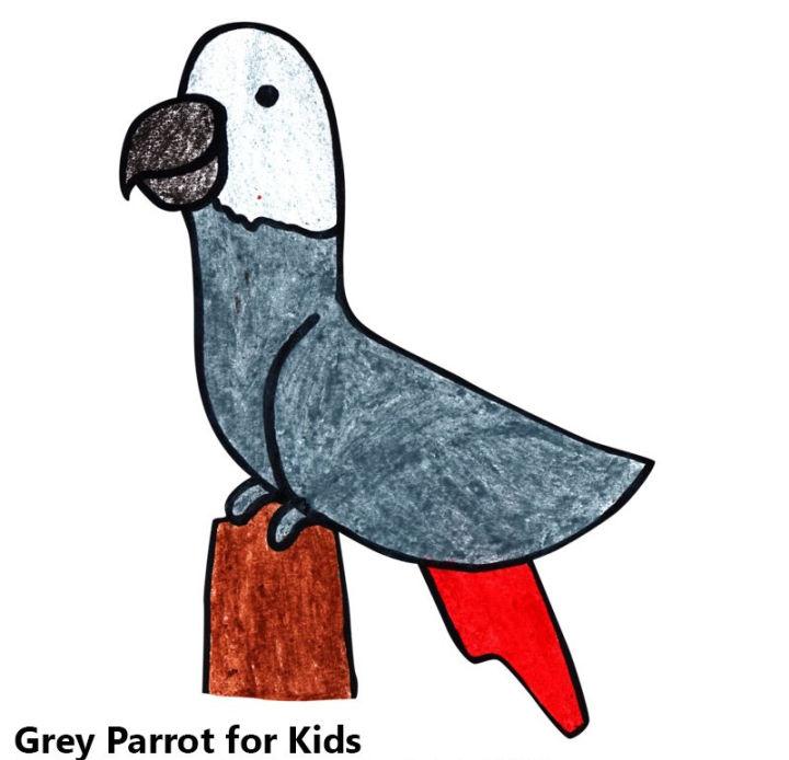 How to Draw a Grey Parrot