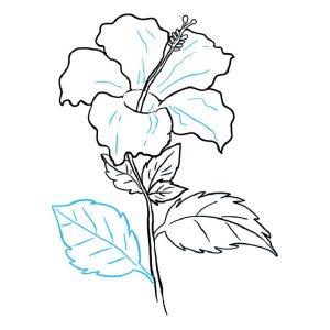 20 Easy Hibiscus Drawing Ideas - Draw a Hibiscus