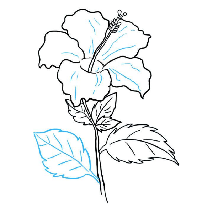 How to Draw a Hibiscus