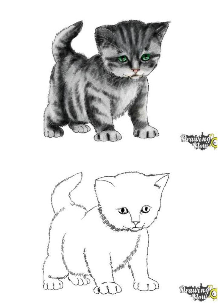 How to Draw a Kitten Step by Step