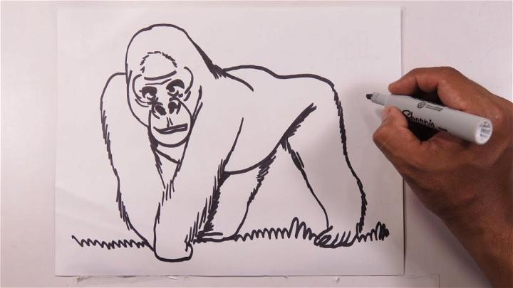 How to Draw a Mountain Gorilla