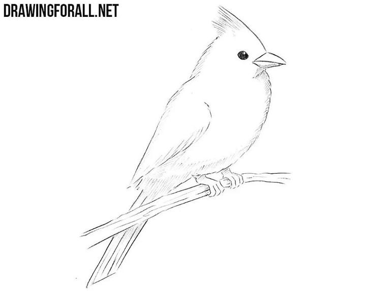 How to Draw a Northern Cardinal