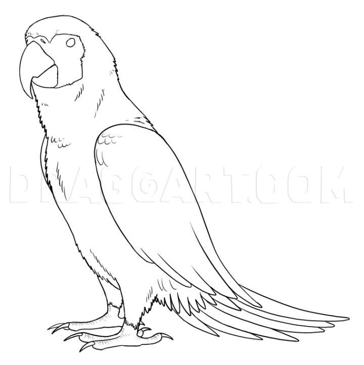 How to Draw a Parrot