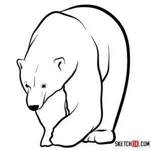 25 Easy Polar Bear Drawing Ideas - How To Draw