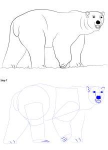 25 Easy Polar Bear Drawing Ideas - How to Draw