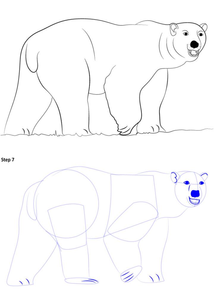 How to Draw a Polar Bear Step by Step