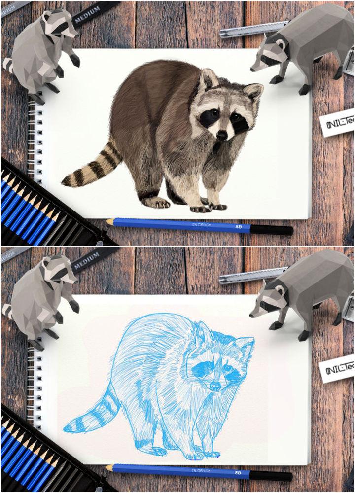 How to Draw a Raccoon Step by Step